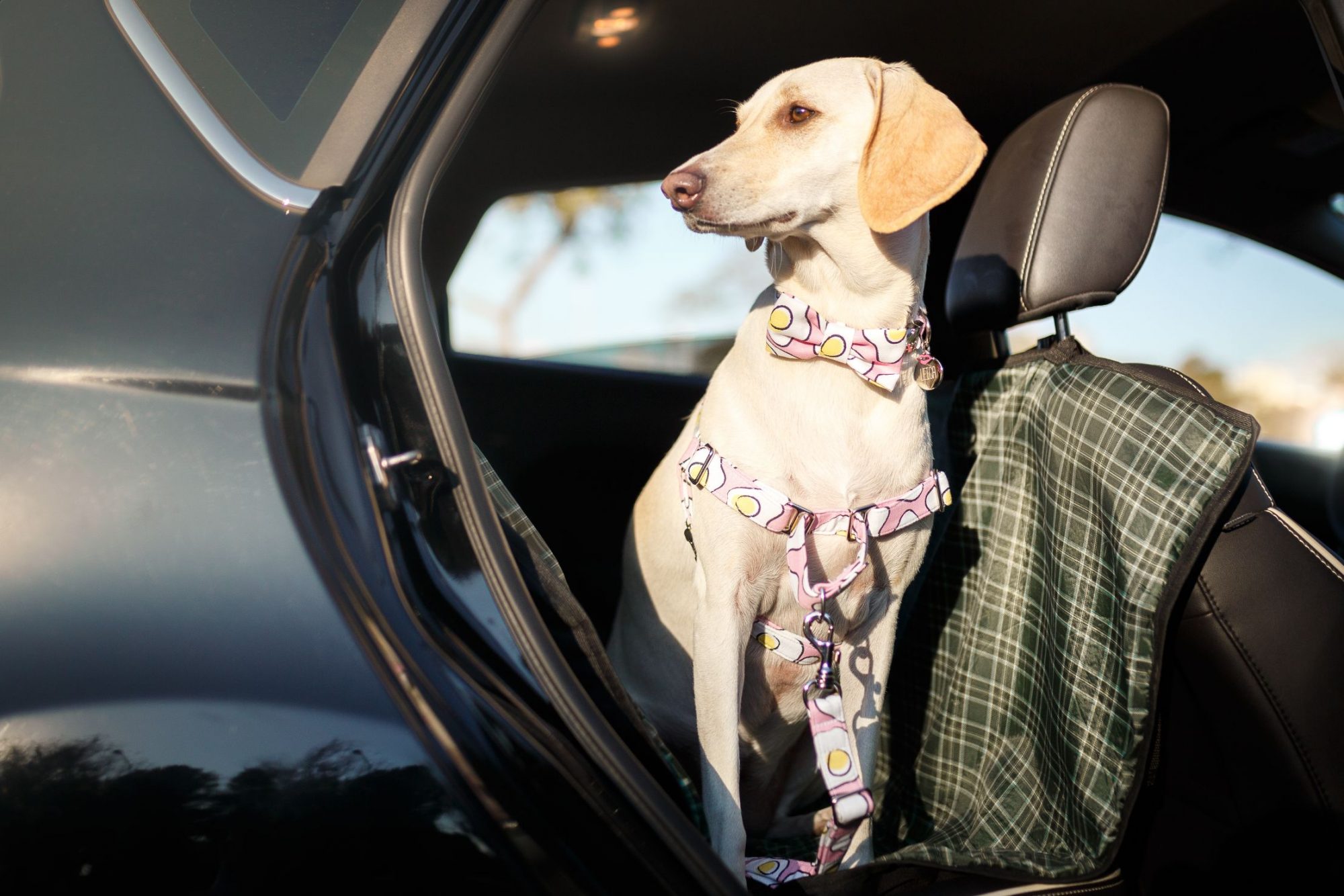Dog with harness sitting in the backseat of a car.
