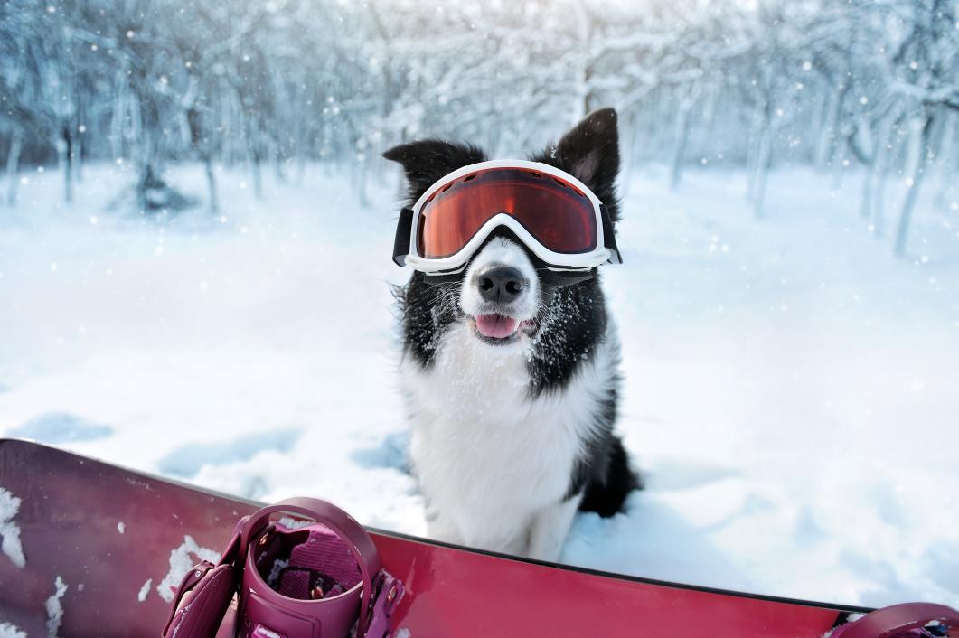 dog wearing goggles.
