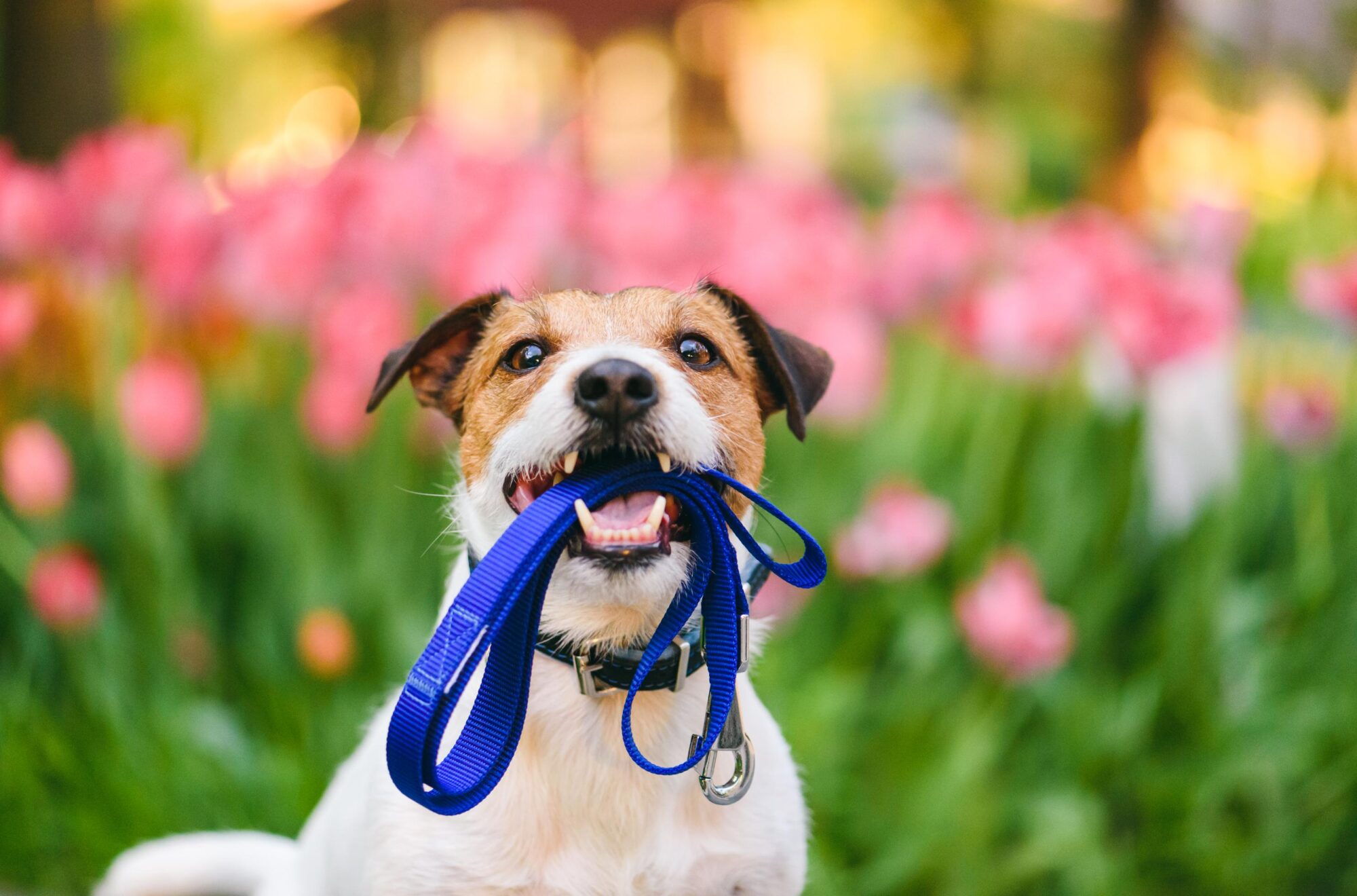 Pet Care