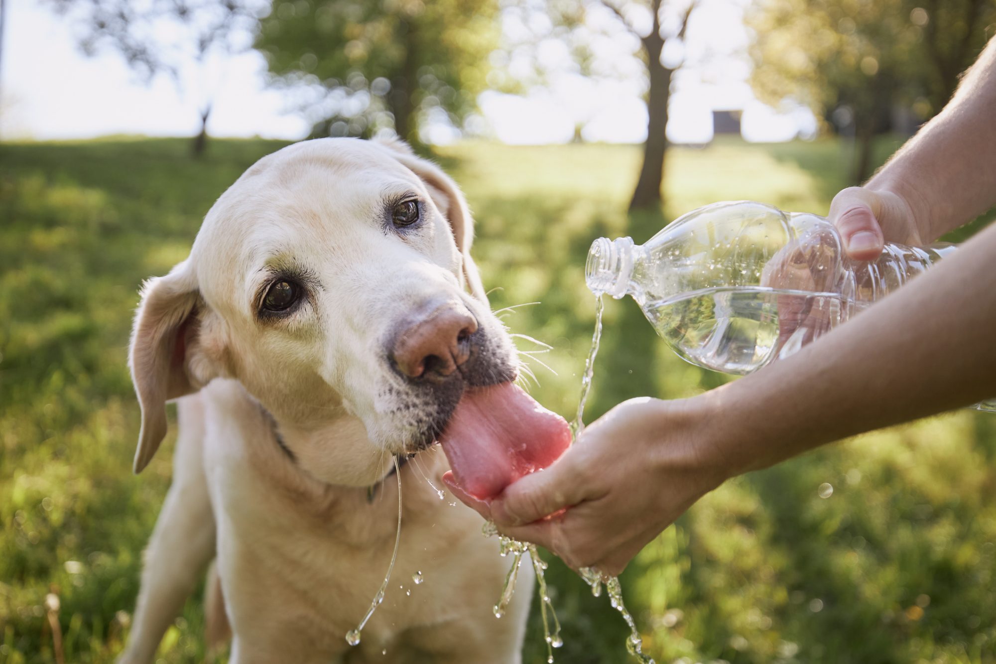 Dog drinking from water bottle.