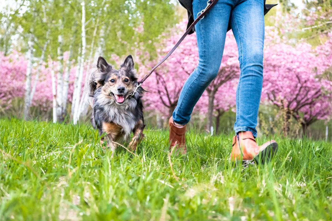 small happy dog running through grass field.
