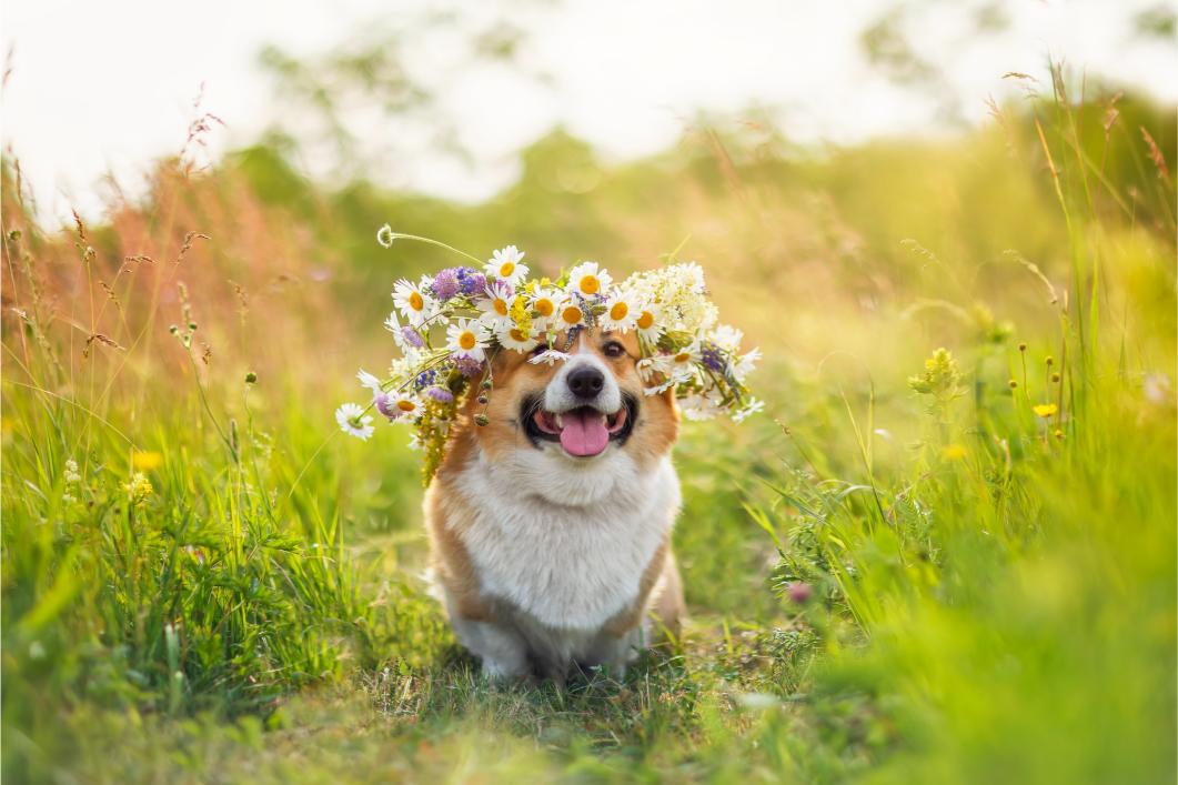 Dog with flower crown